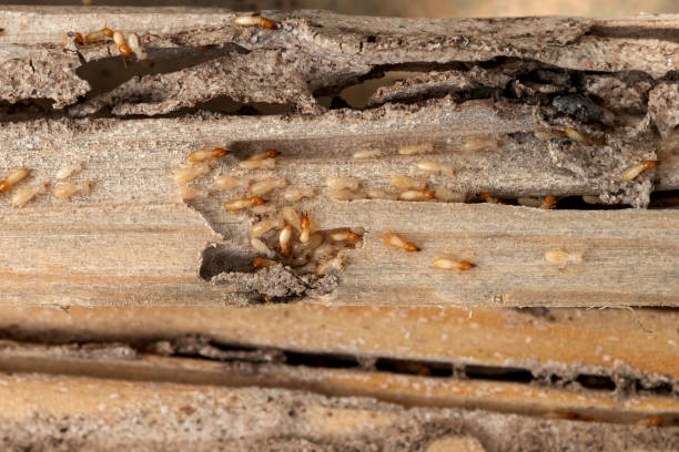 Best Pest Inspection Near Me  in Lake Isabella, CA