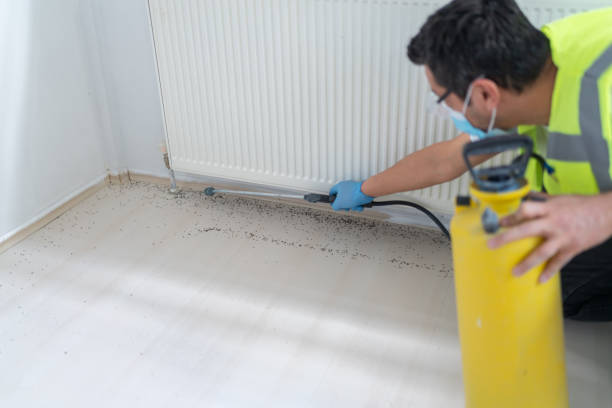 Best Termite Control Services  in Lake Isabella, CA